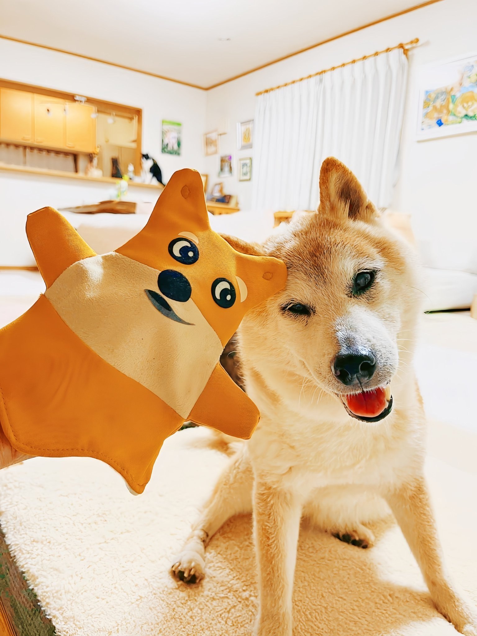Kabosu with the Kabo Shibu puppet