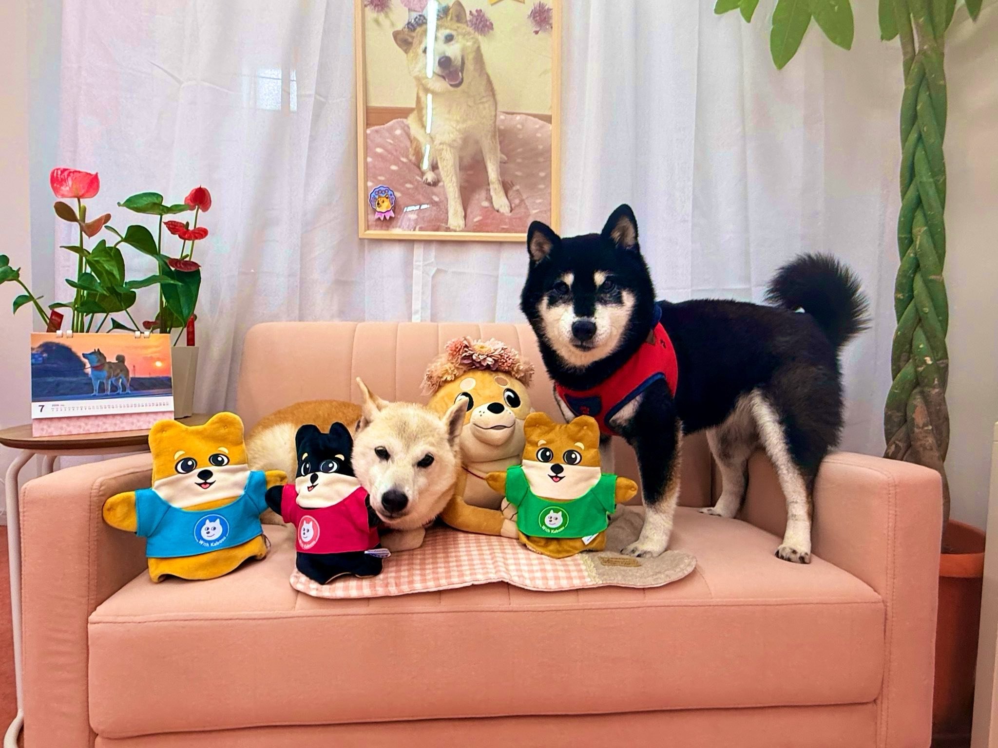 All three Shibu puppets with Kabosu